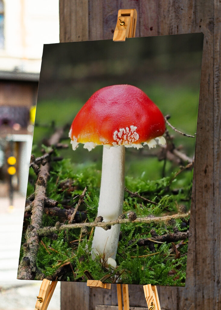 Ein Fliegenpilz im Wald 