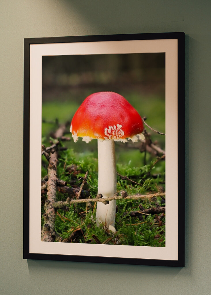 Ein Fliegenpilz im Wald 