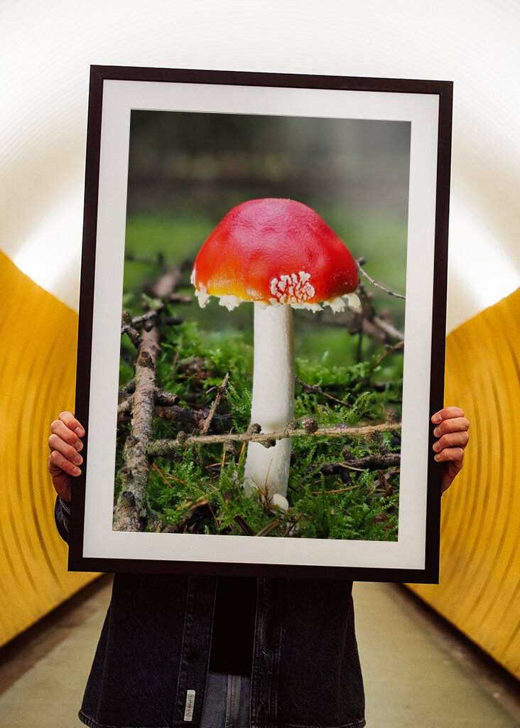 Ein Fliegenpilz im Wald 