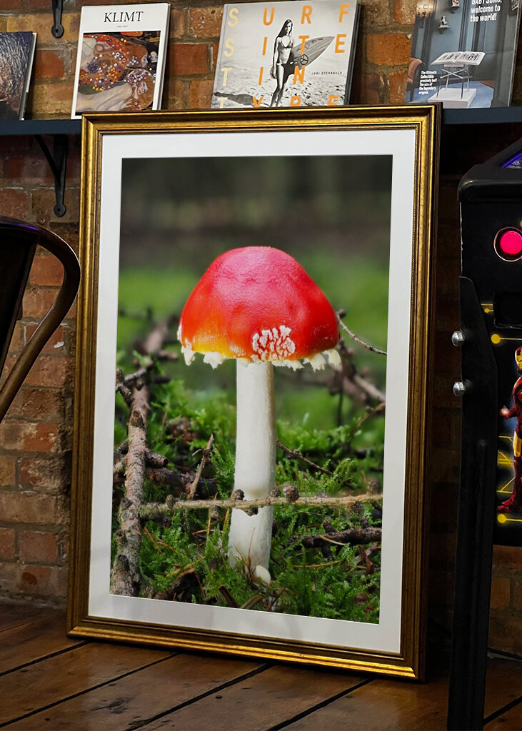 Ein Fliegenpilz im Wald 