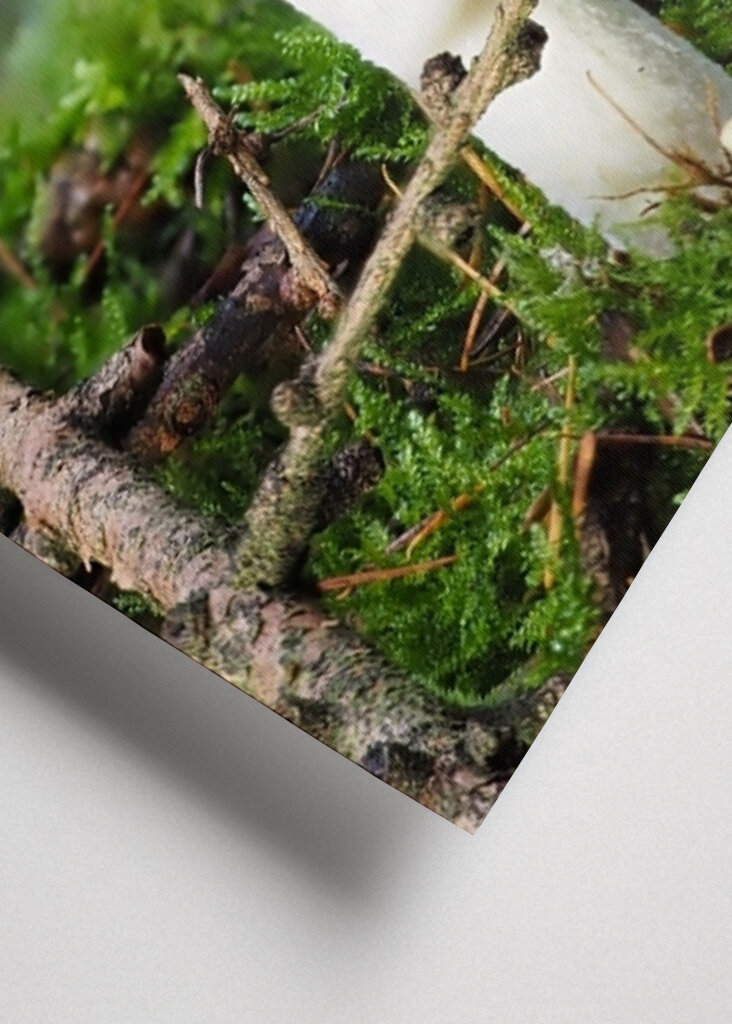 Ein Fliegenpilz im Wald 