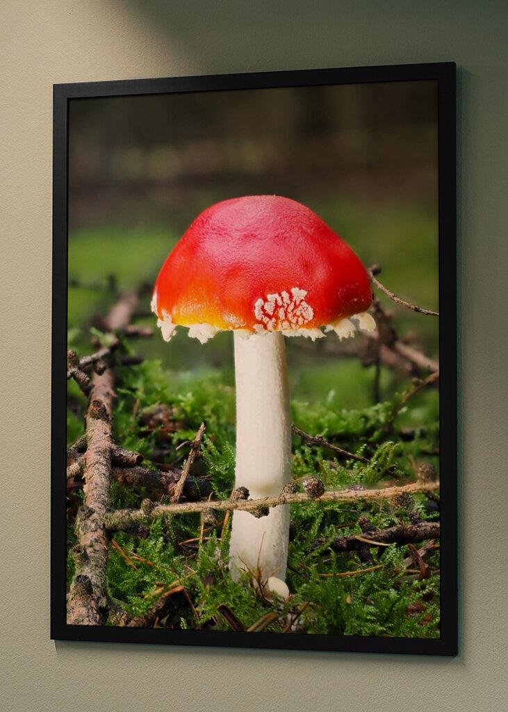 Ein Fliegenpilz im Wald 