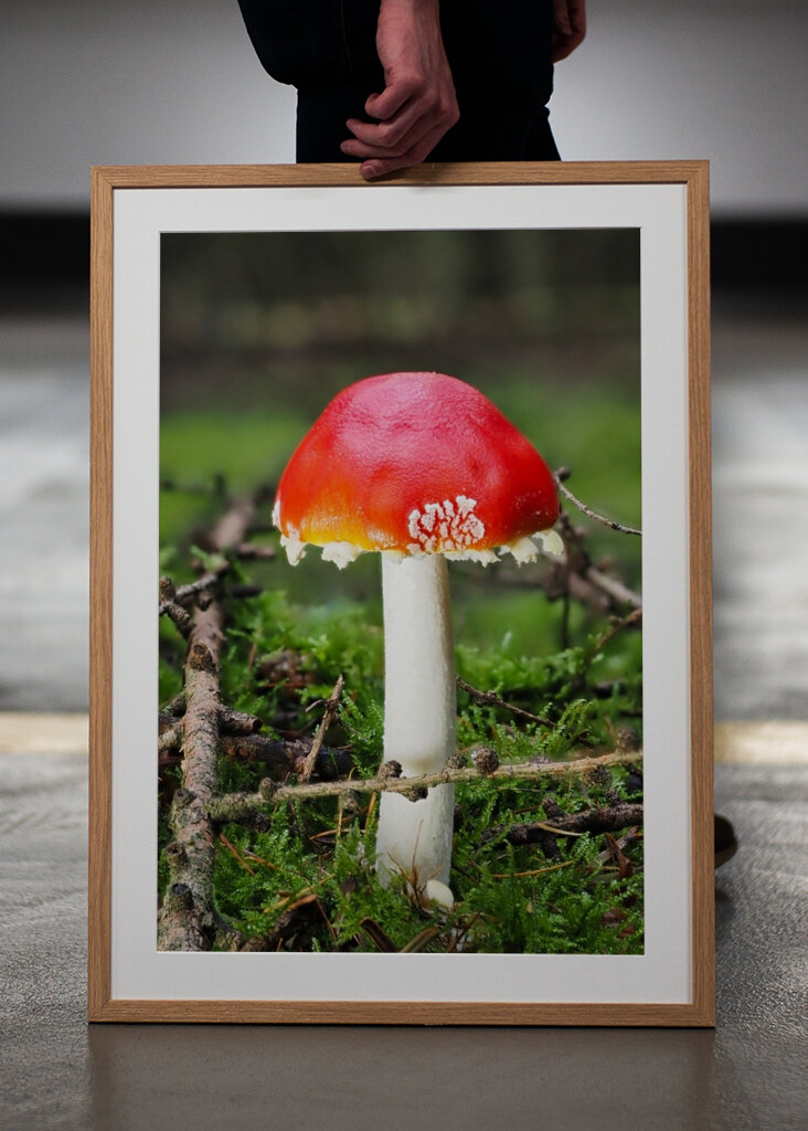 Ein Fliegenpilz im Wald 