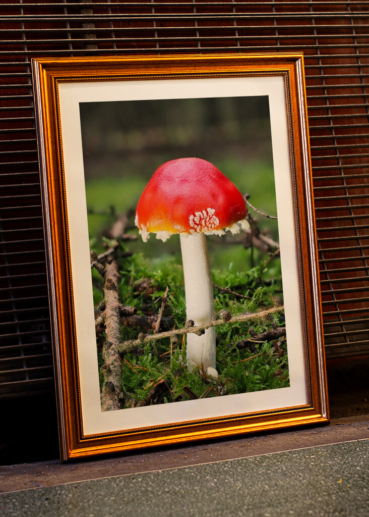 Ein Fliegenpilz im Wald 