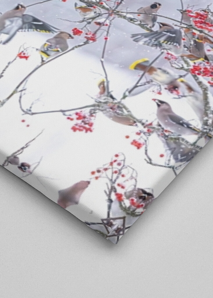 Boheemse pestvogels in de sneeuw