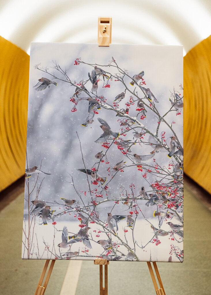 Boheemse pestvogels in de sneeuw