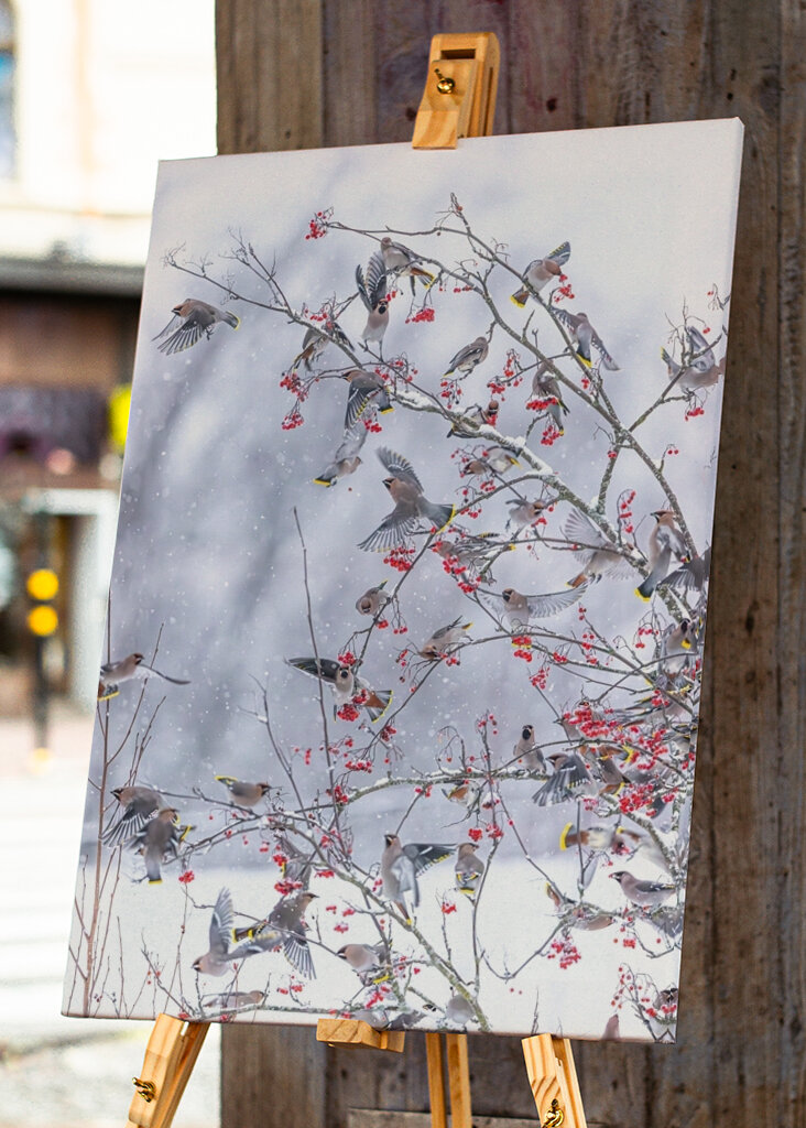 Boheemse pestvogels in de sneeuw
