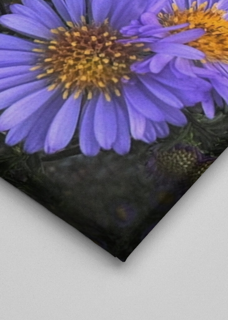 Lila blommor i skymning