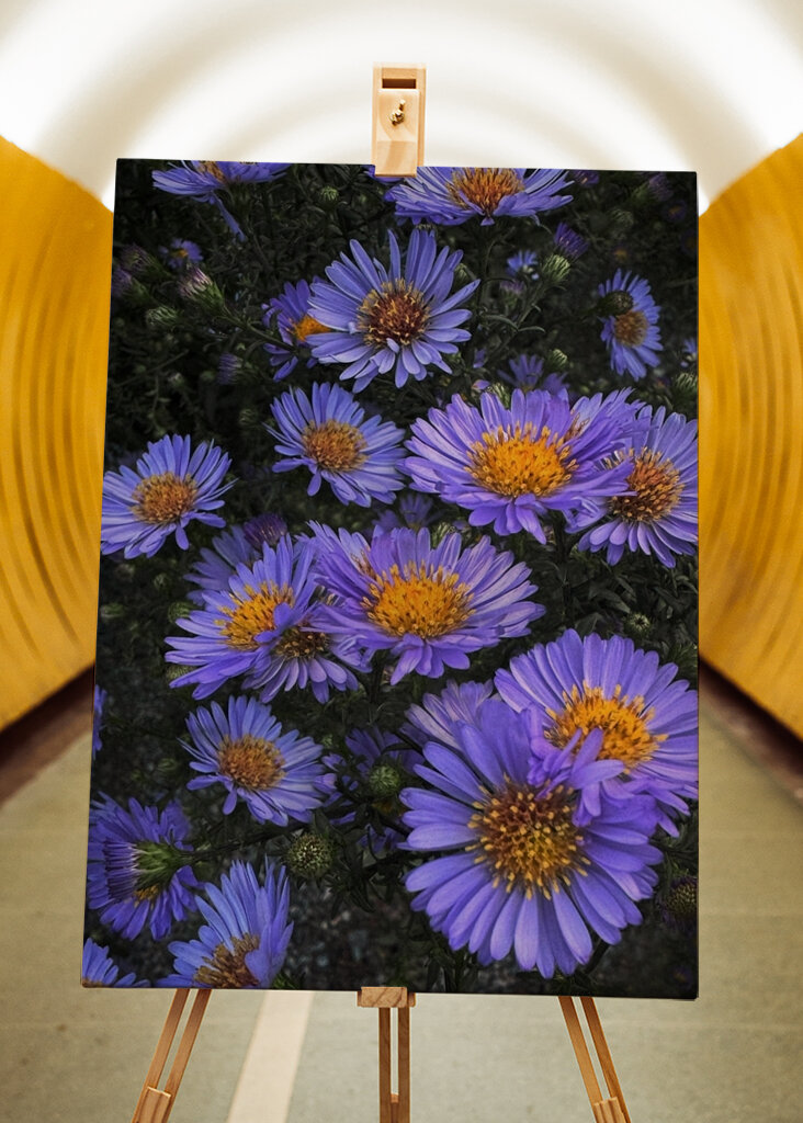 Lila blommor i skymning