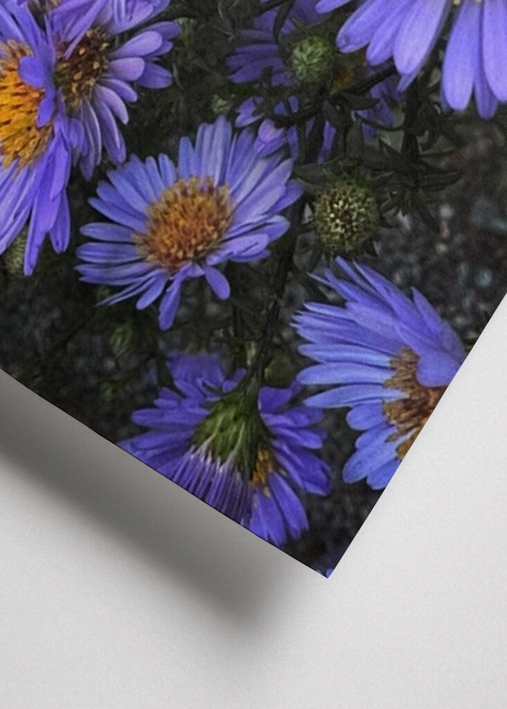 Lila blommor i skymning