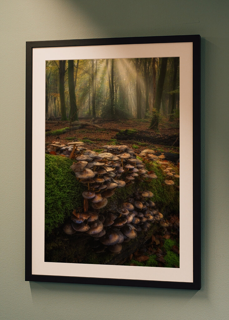 La foresta di funghi