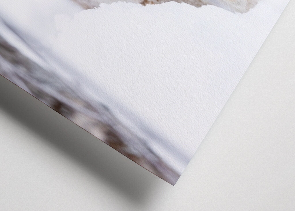 Lynx in Sneaking in the Snow