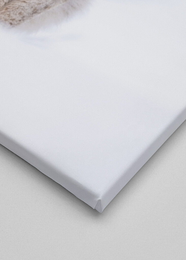 Sleepy Lynx im Winter