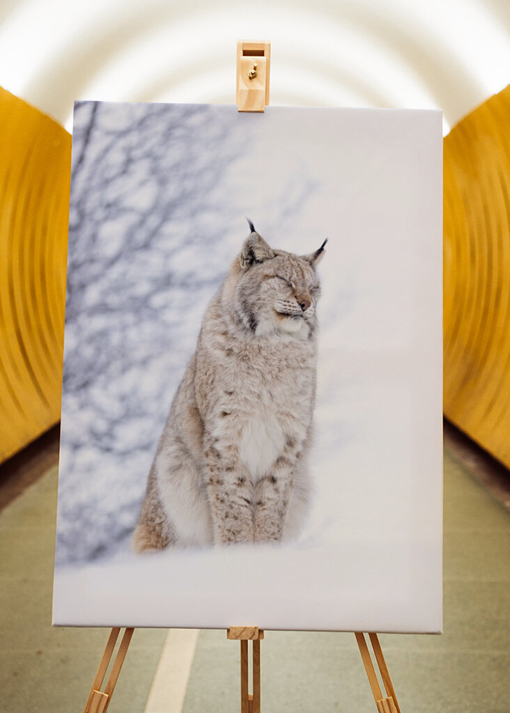 Sleepy Lynx im Winter