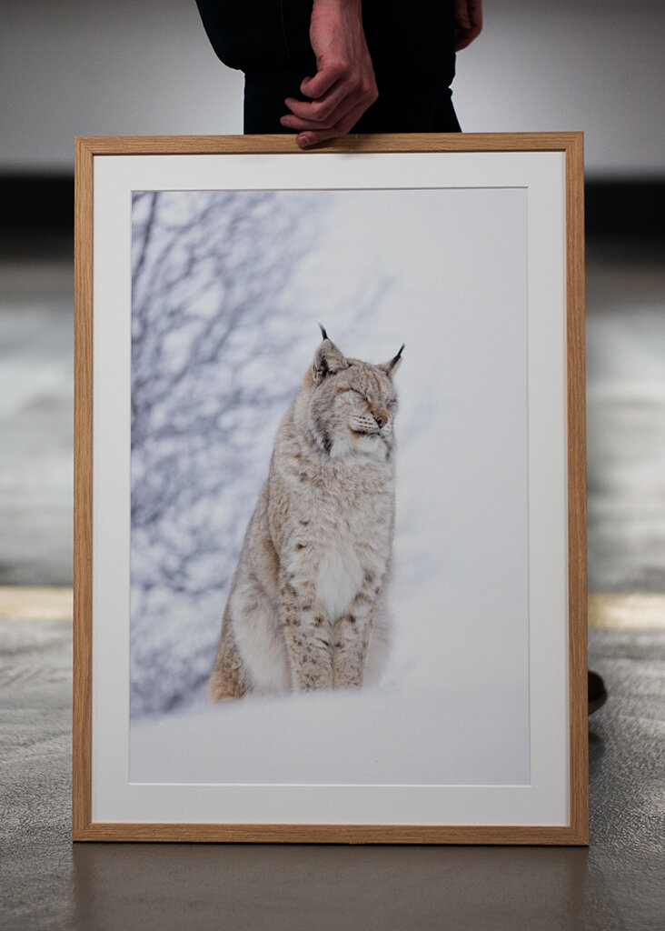 Sleepy Lynx im Winter