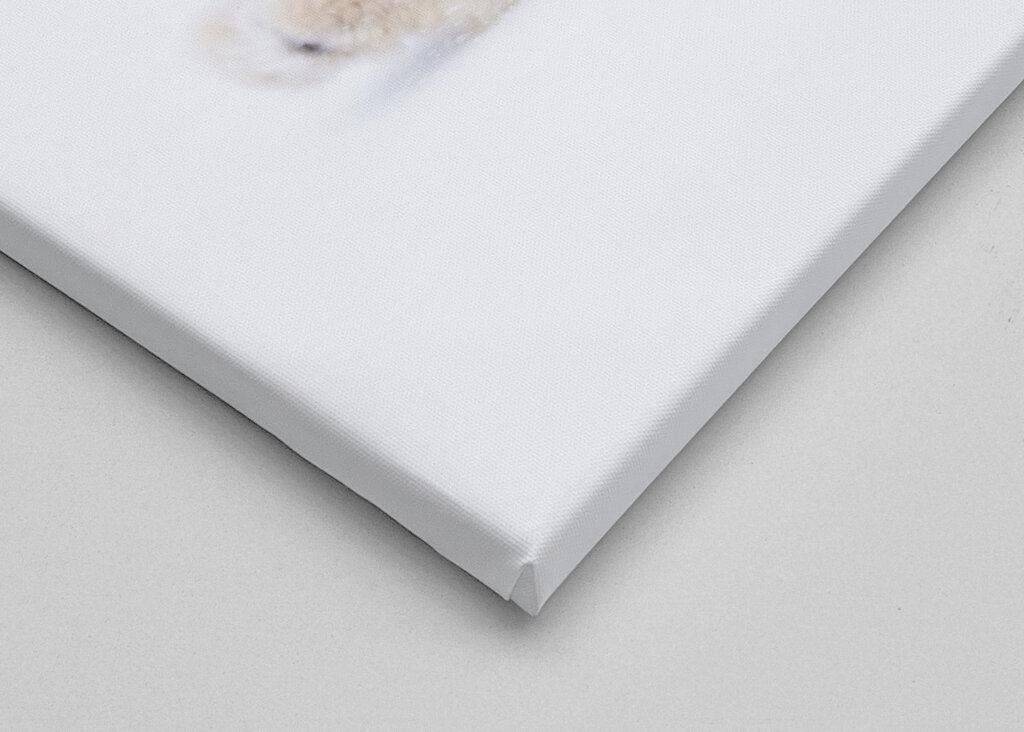 Gato lince en paisaje invernal