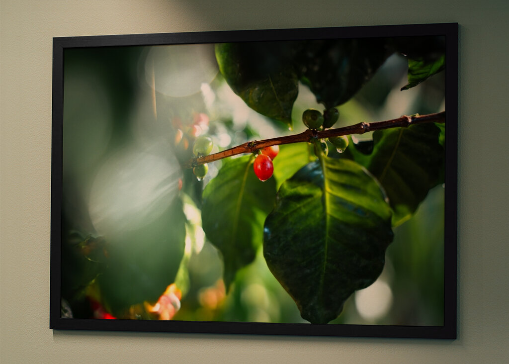 Auringon suutelema kahvi