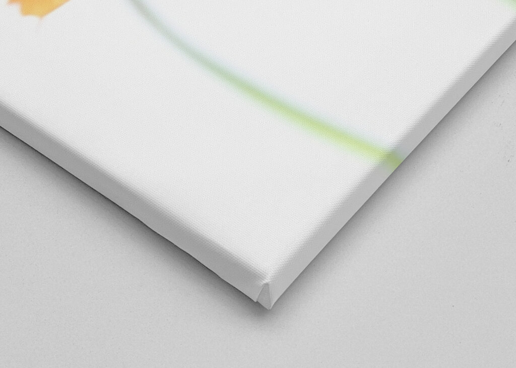 Minimalist daisy flowers