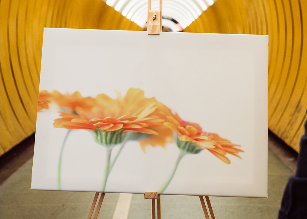 Minimalist daisy flowers