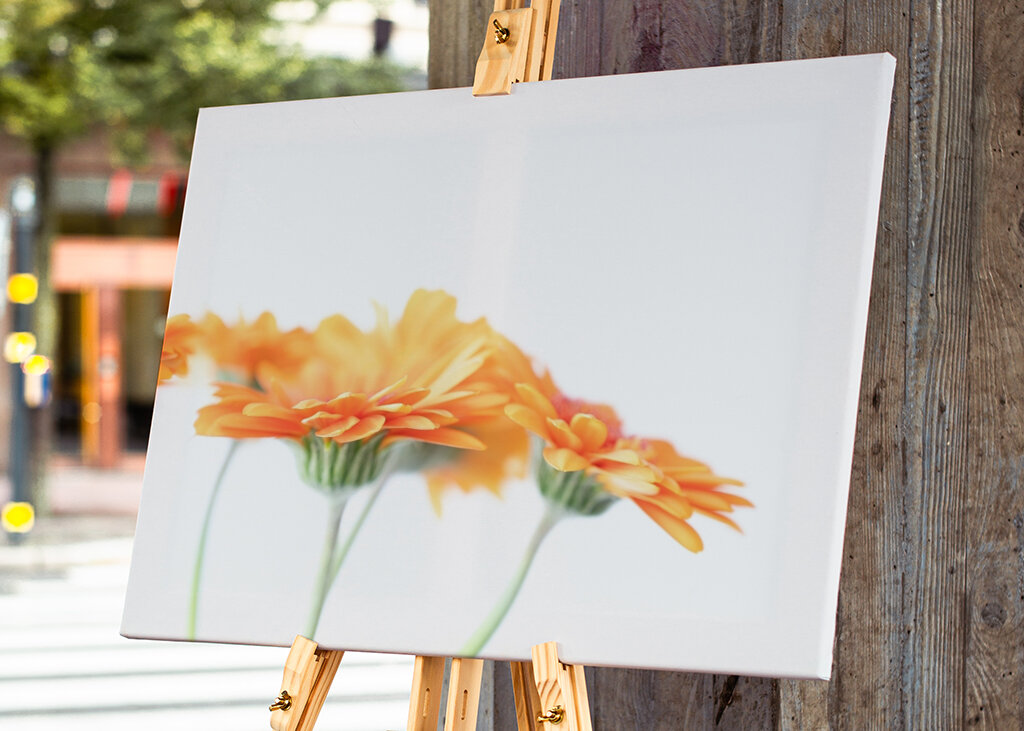 Minimalist daisy flowers