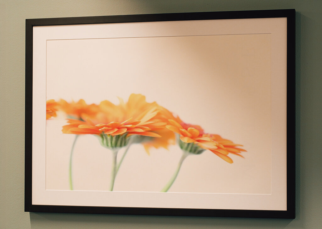 Minimalist daisy flowers