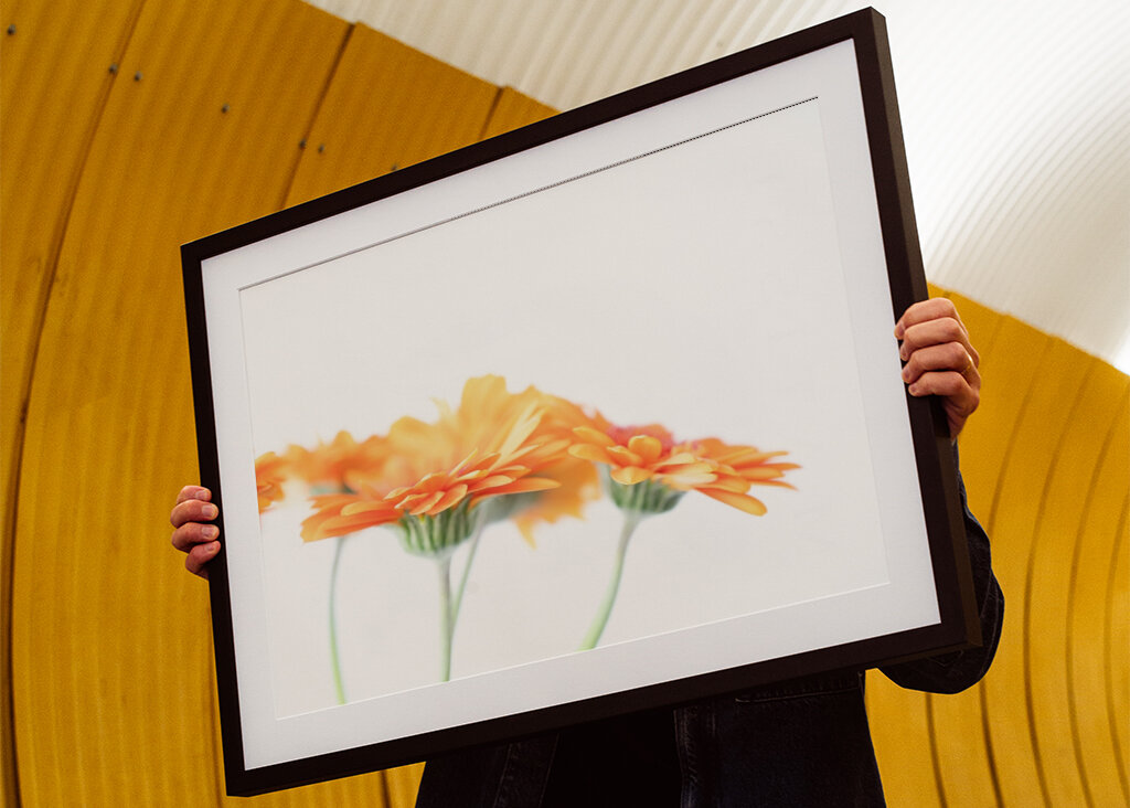 Minimalist daisy flowers