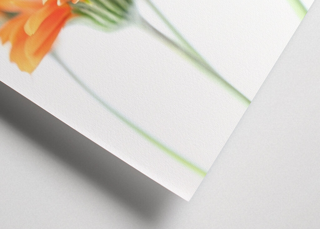 Minimalist daisy flowers