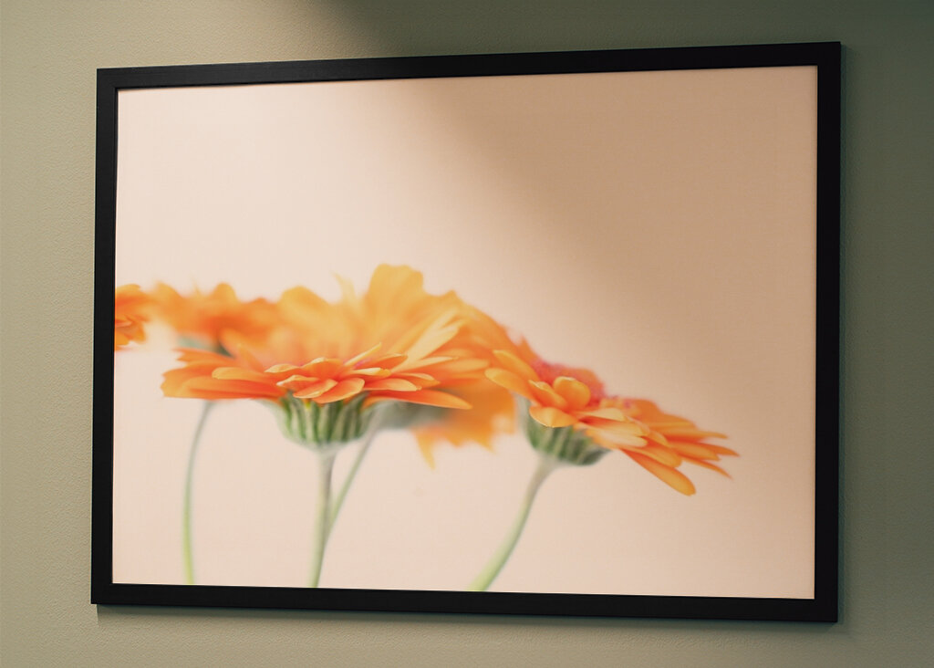 Minimalist daisy flowers