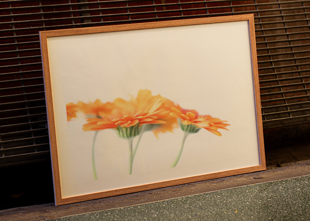 Minimalist daisy flowers