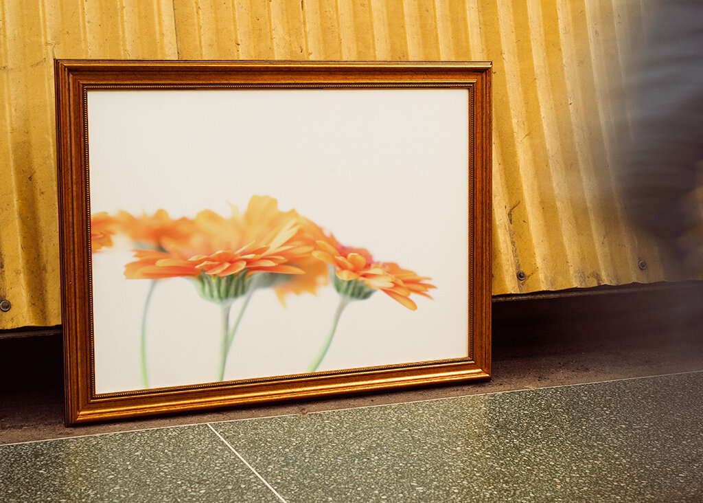 Minimalist daisy flowers