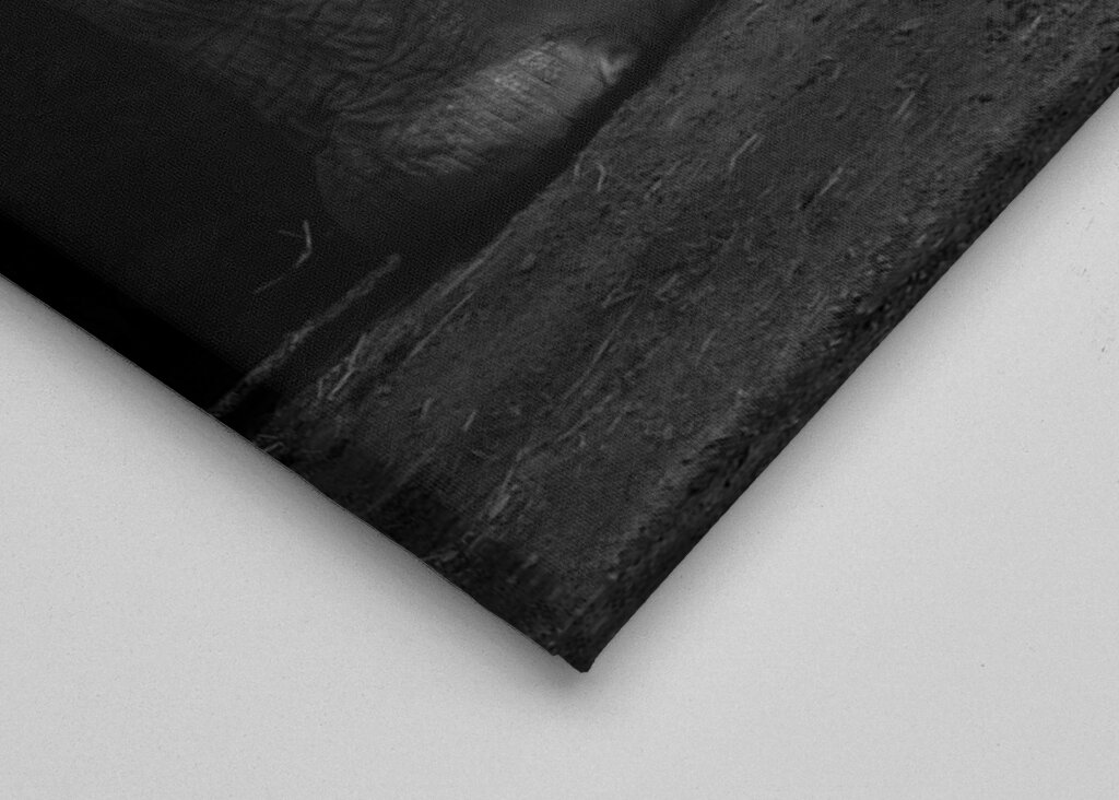 Elefantbebis i svartvitt