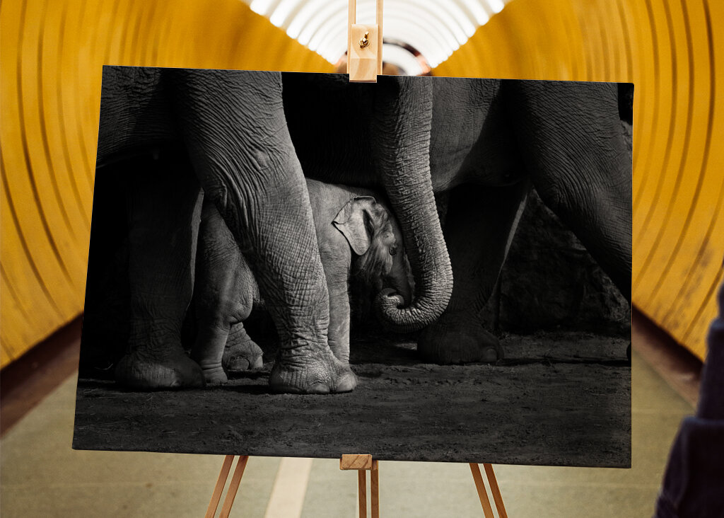 Elefantbebis i svartvitt