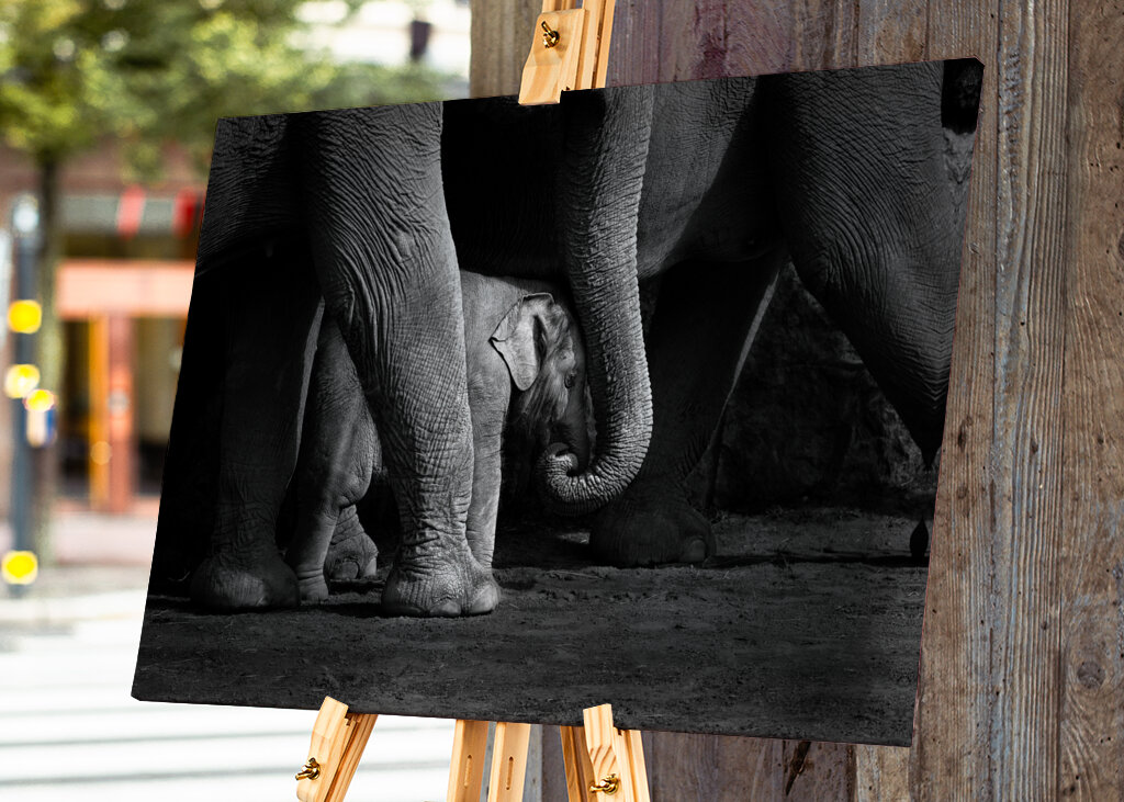 Elefantbebis i svartvitt