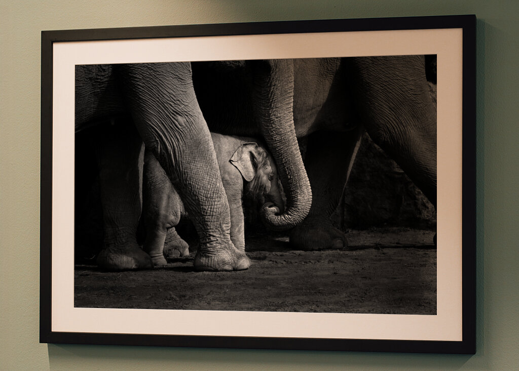 Elefantbebis i svartvitt