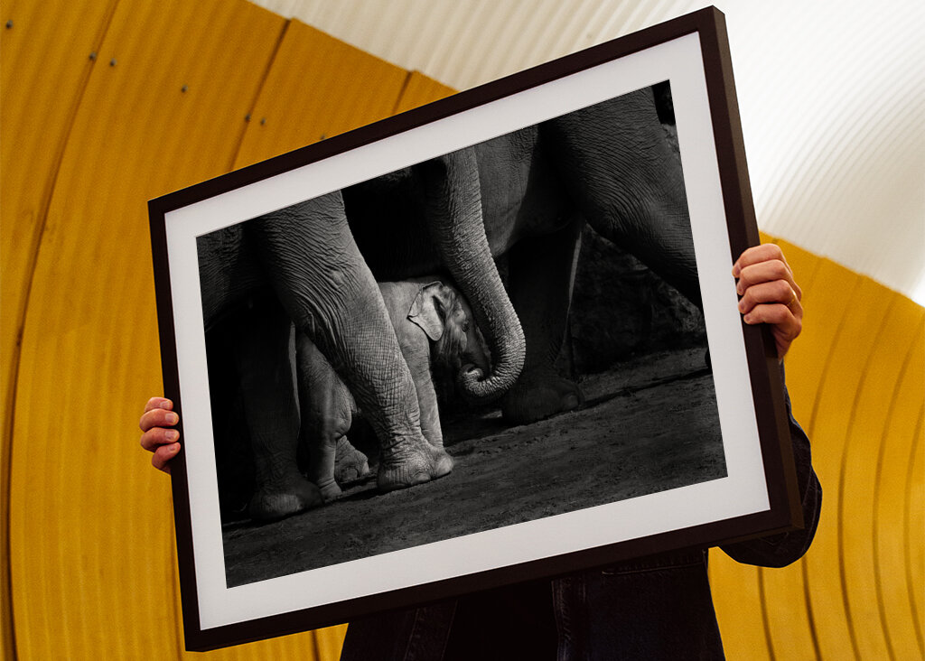 Elefantbebis i svartvitt