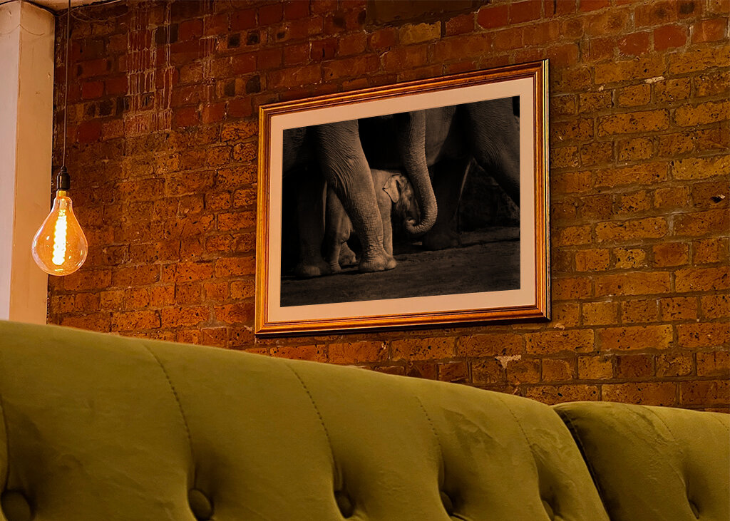 Elefantbebis i svartvitt