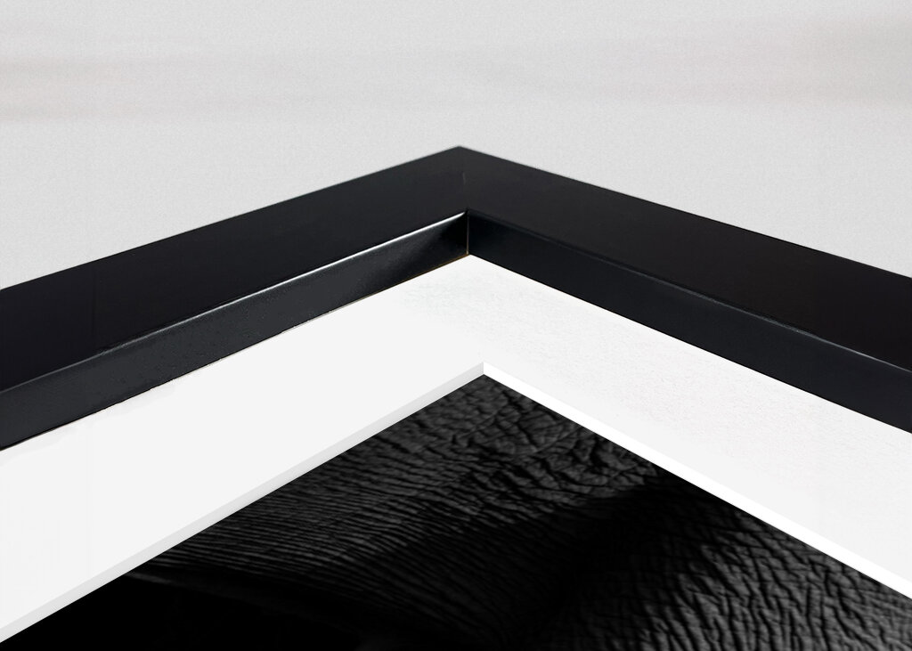 Elefantbebis i svartvitt