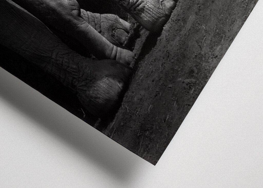 Elefantbebis i svartvitt