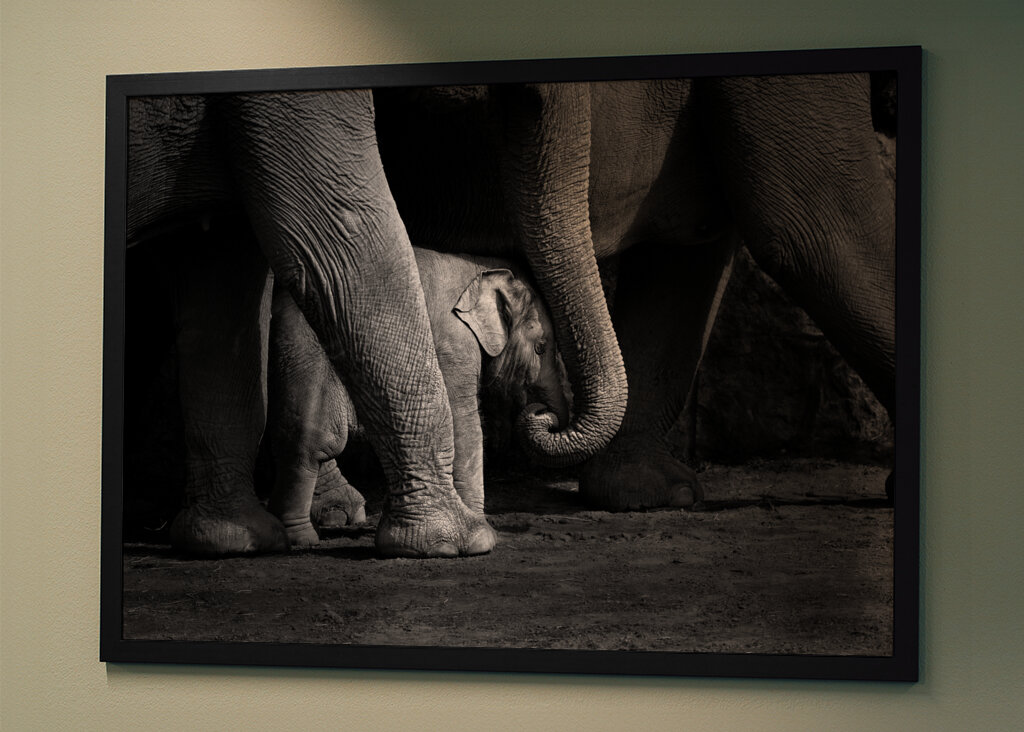 Elefantbebis i svartvitt