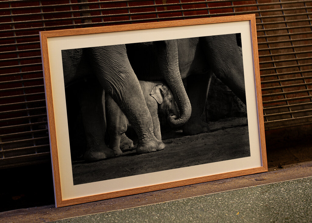 Elefantbebis i svartvitt