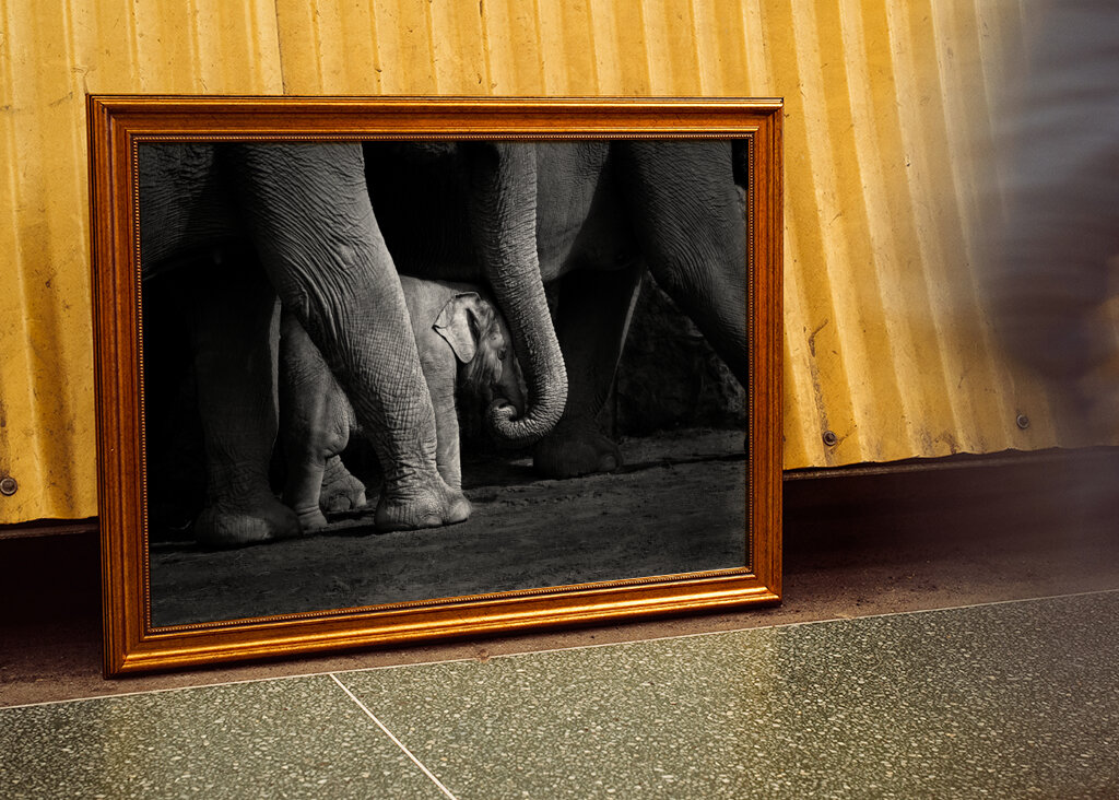 Elefantbebis i svartvitt