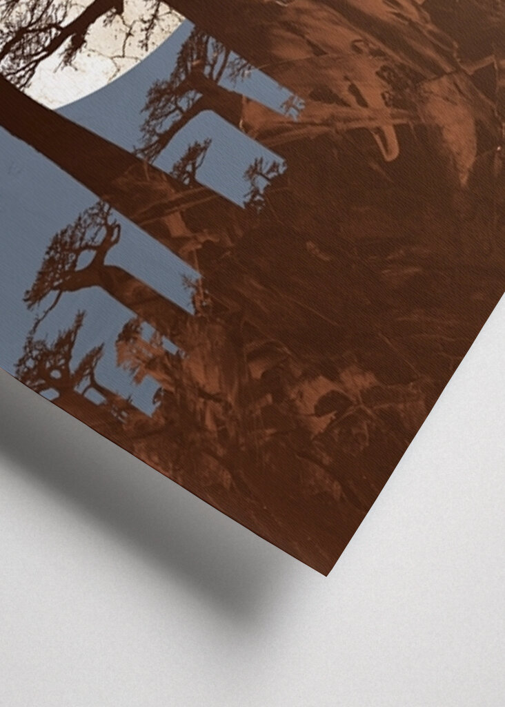 Baobab Clair de Lune Magique