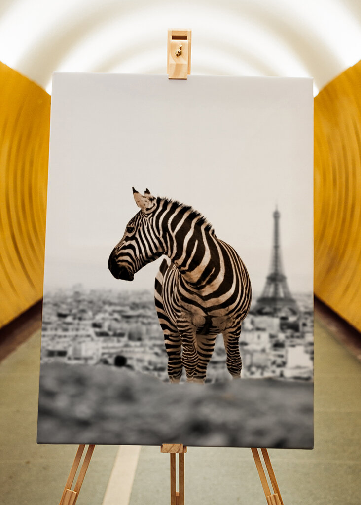 Paris Zebra Scene