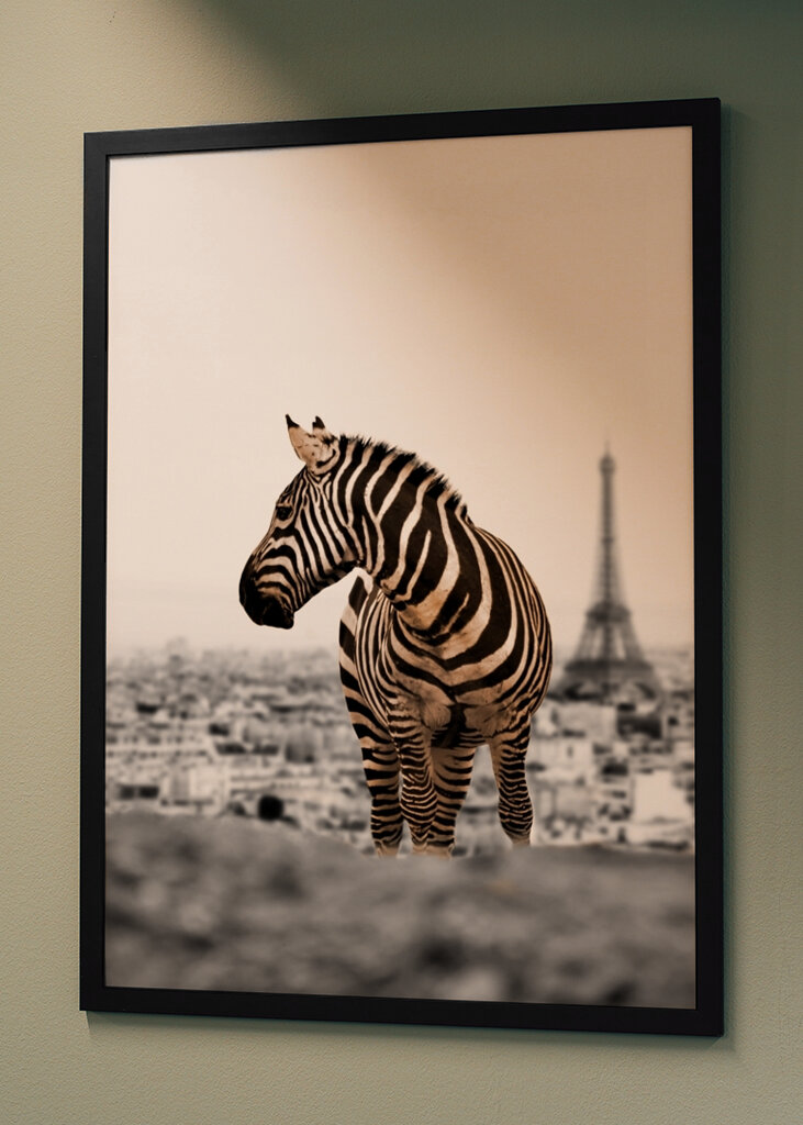 Paris Zebra Scene