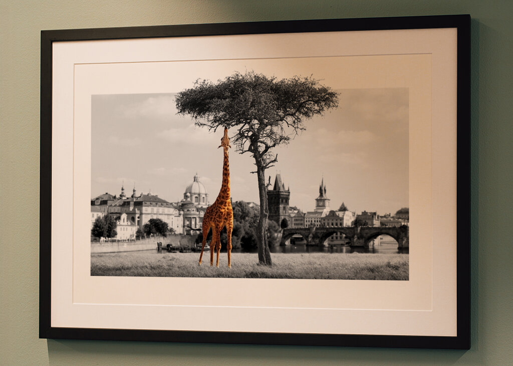 Miejski sen żyrafy