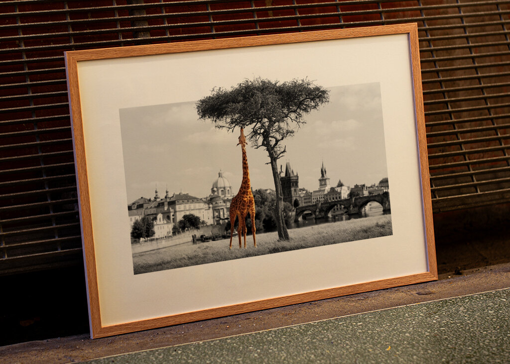 Miejski sen żyrafy