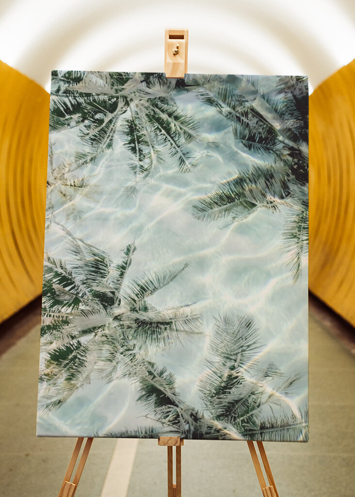 Sunny Palm Reflections