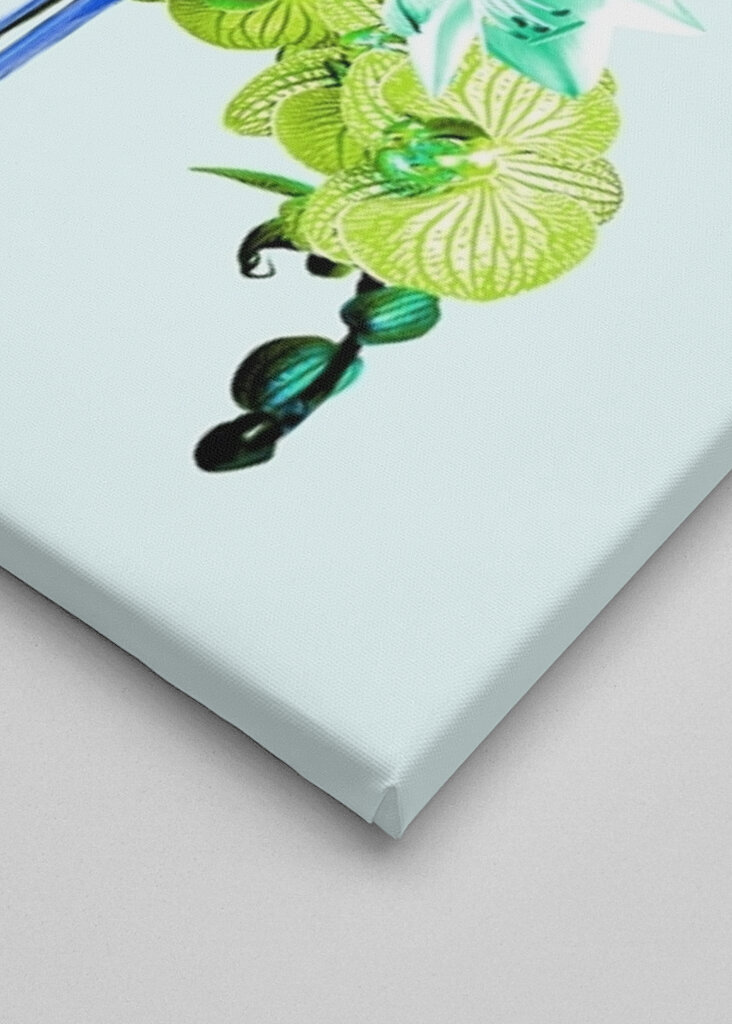 Koláž exotických vtákov