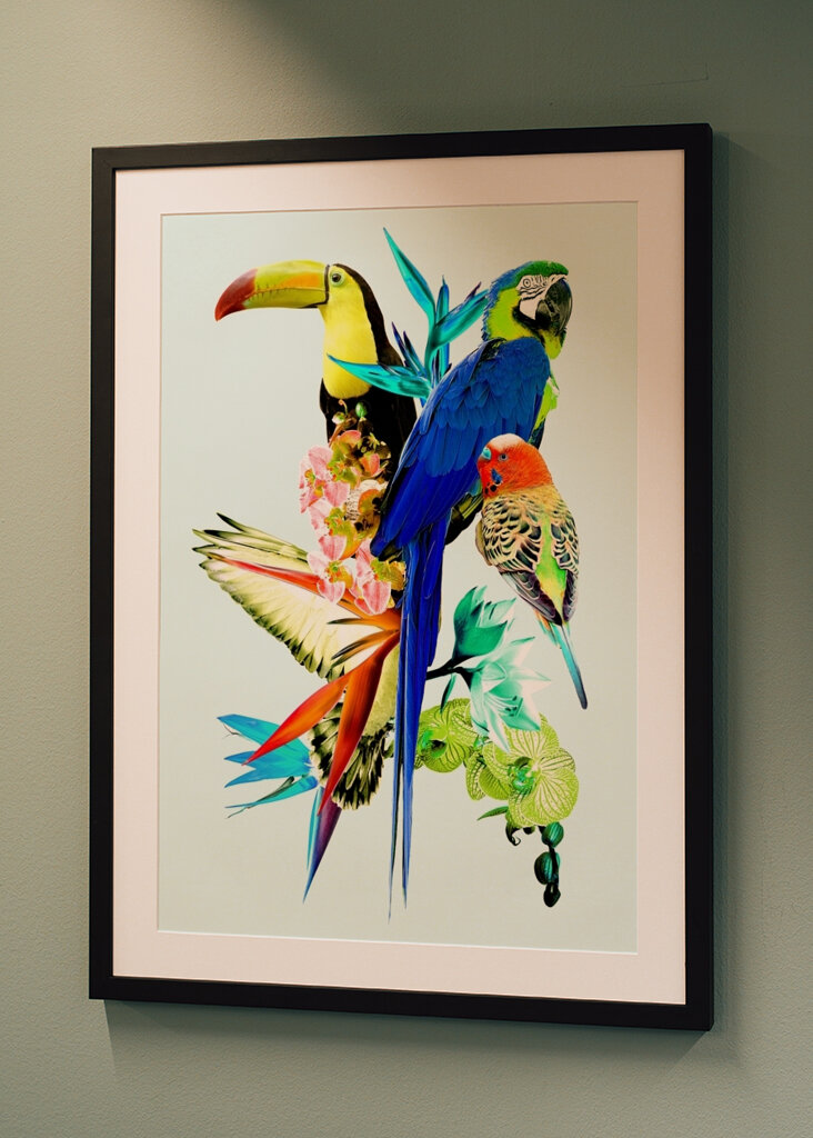 Koláž exotických vtákov