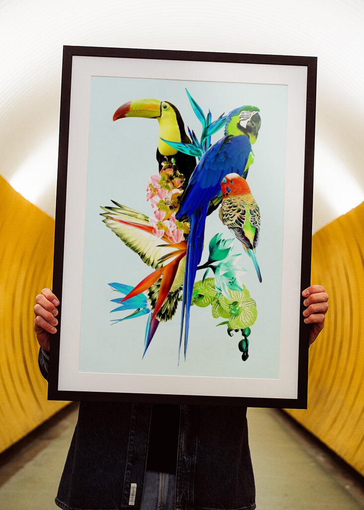 Koláž exotických vtákov